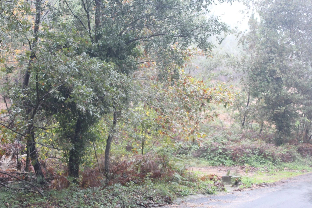 Terreno para Venda em Sever do Vouga Foto 7