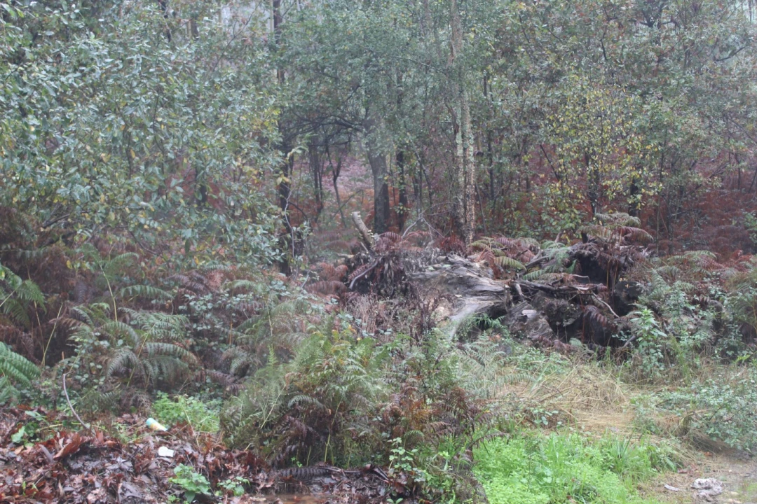 Terreno para Venda em Sever do Vouga Foto 14