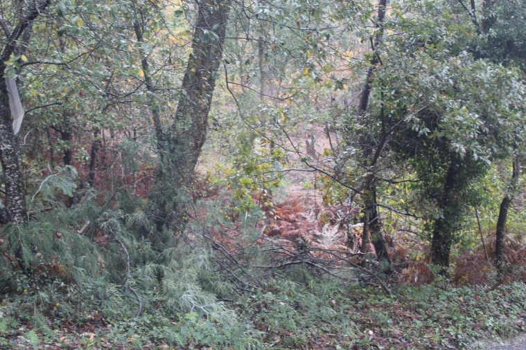 Terreno para Venda em Sever do Vouga Foto 8