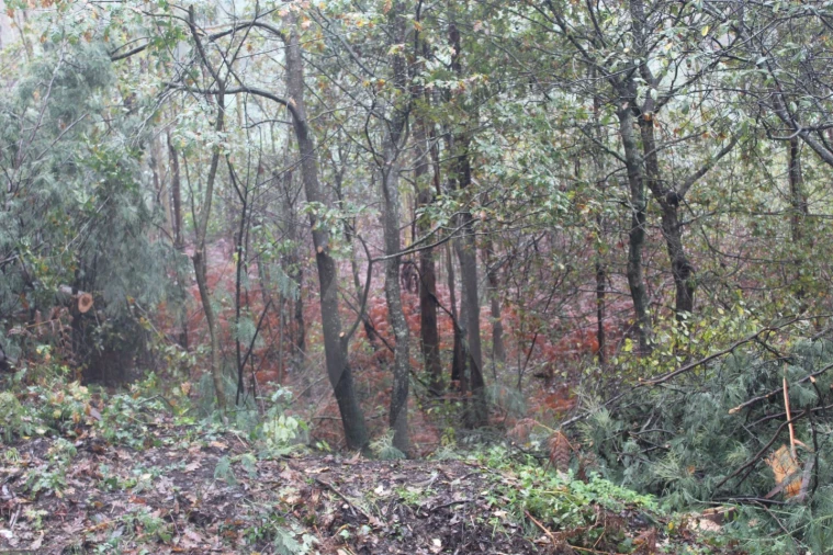 Terreno para Venda em Sever do Vouga Foto 10