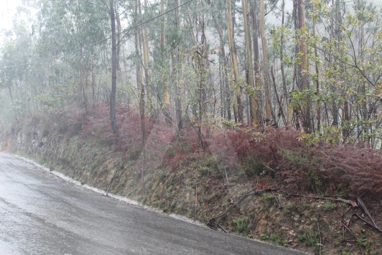 Terreno para Venda em Sever do Vouga Foto 3