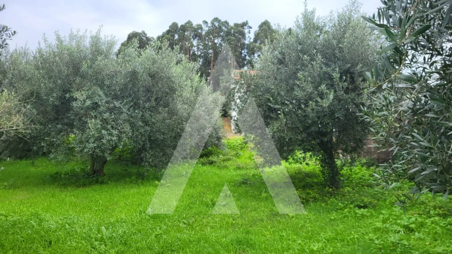 Terreno para Venda em Caranguejeira Foto 5