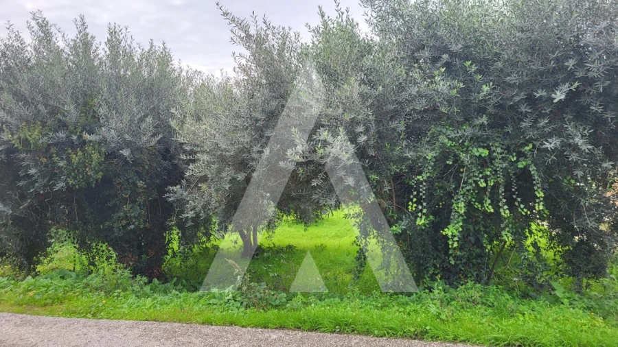 Terreno para Venda em Caranguejeira Foto 16