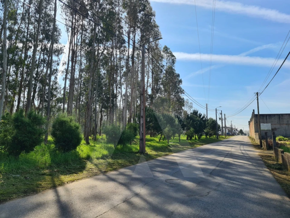 Terreno para Venda em Macinhata do Vouga Foto 11