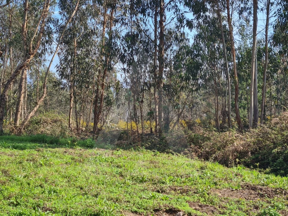 Terreno para Venda em Macinhata do Vouga Foto 13