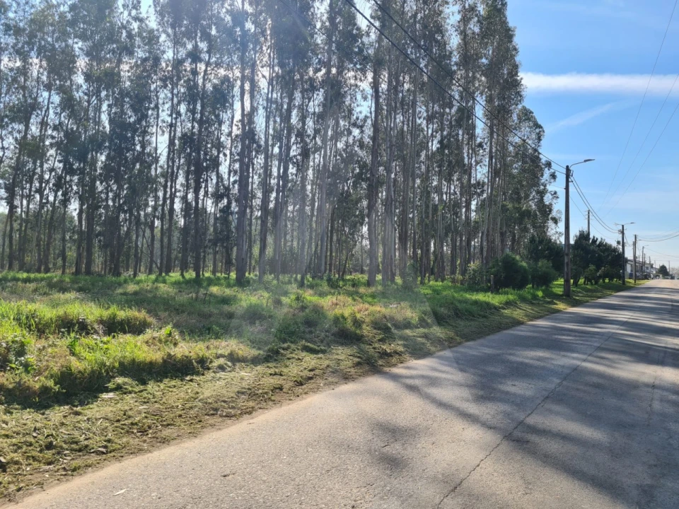 Terreno para Venda em Macinhata do Vouga Foto 16