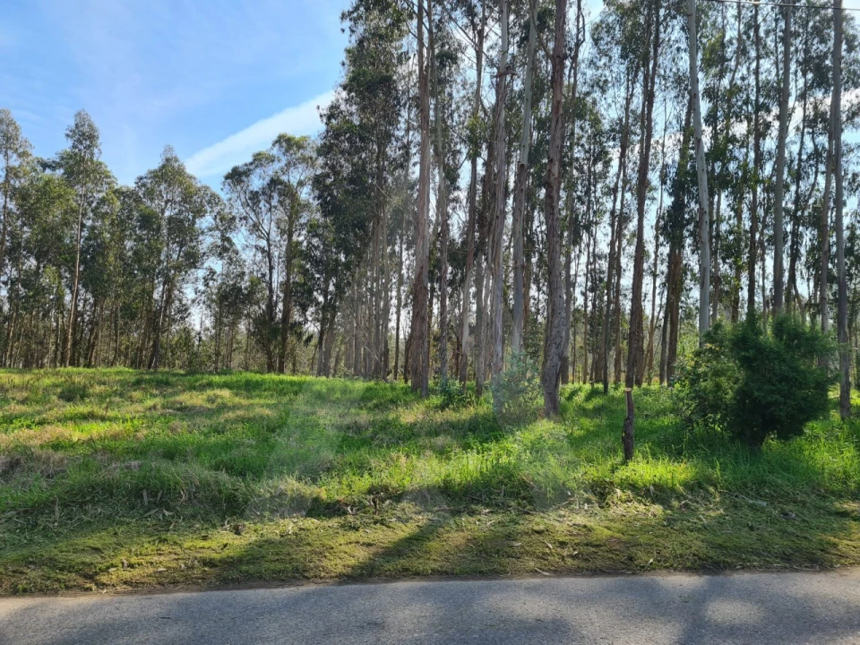 Terreno para Venda em Macinhata do Vouga Foto 19