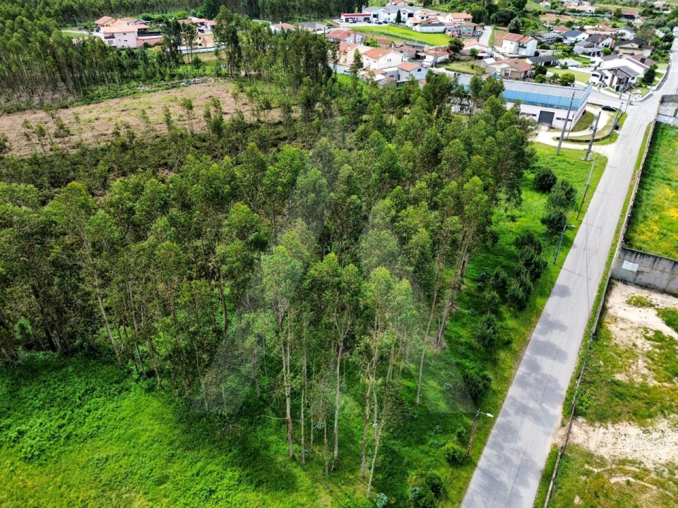 Terreno para Venda em Macinhata do Vouga Foto 2