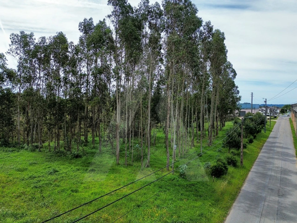 Terreno para Venda em Macinhata do Vouga Foto 9