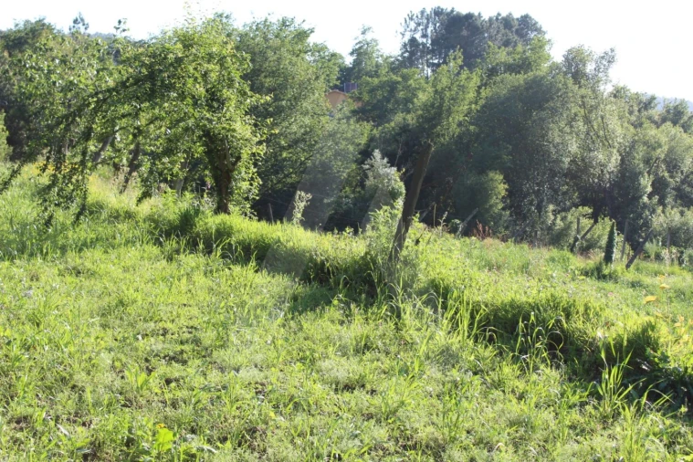 Terreno para Venda em Cedrim e Paradela Foto 7