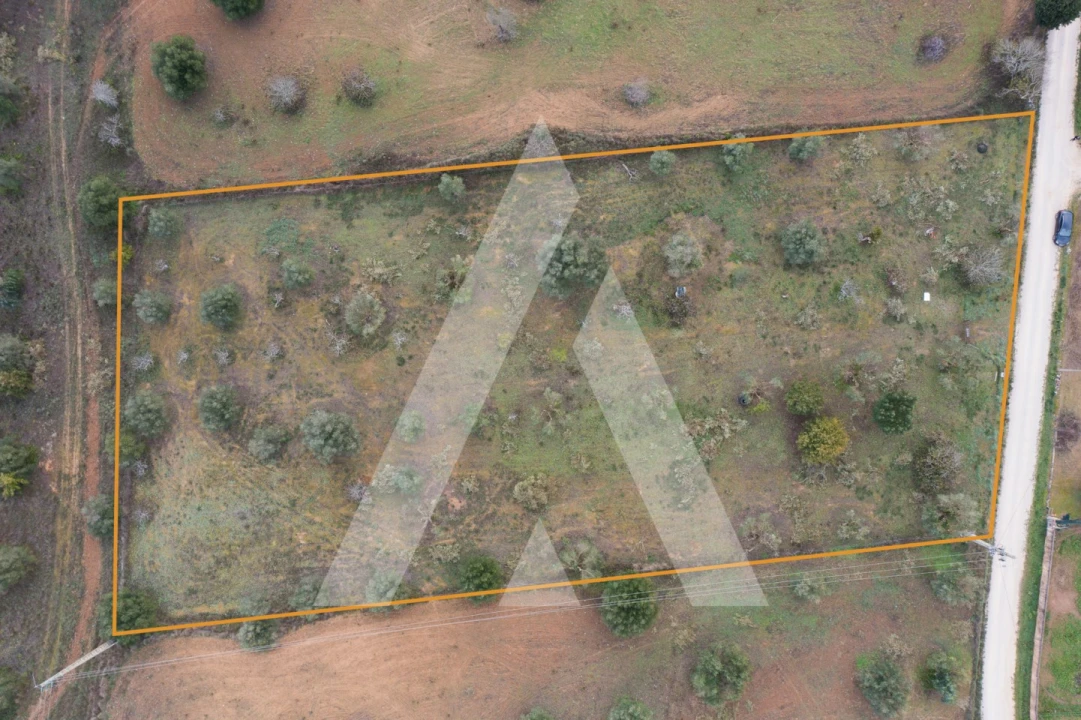 Terreno para Venda em Brogueira, Parceiros de Igreja e Alcorochel Foto 18