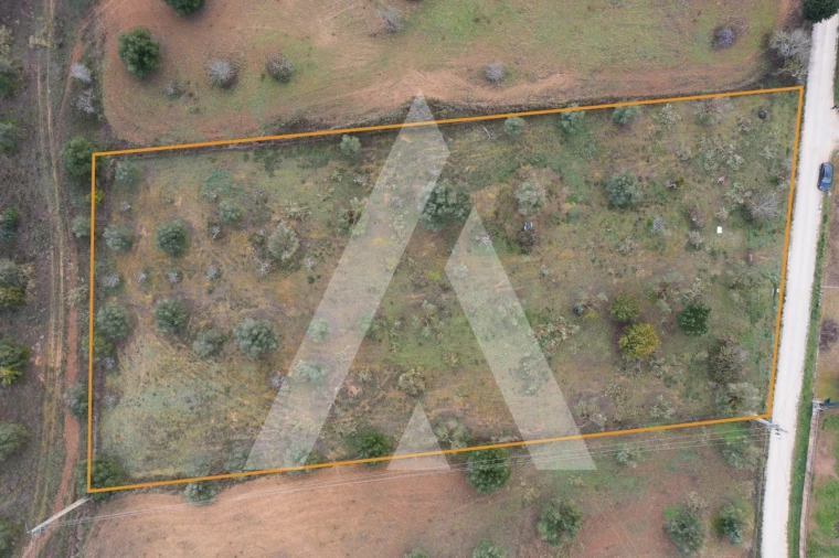 Terreno para Venda em Brogueira, Parceiros de Igreja e Alcorochel Foto 18