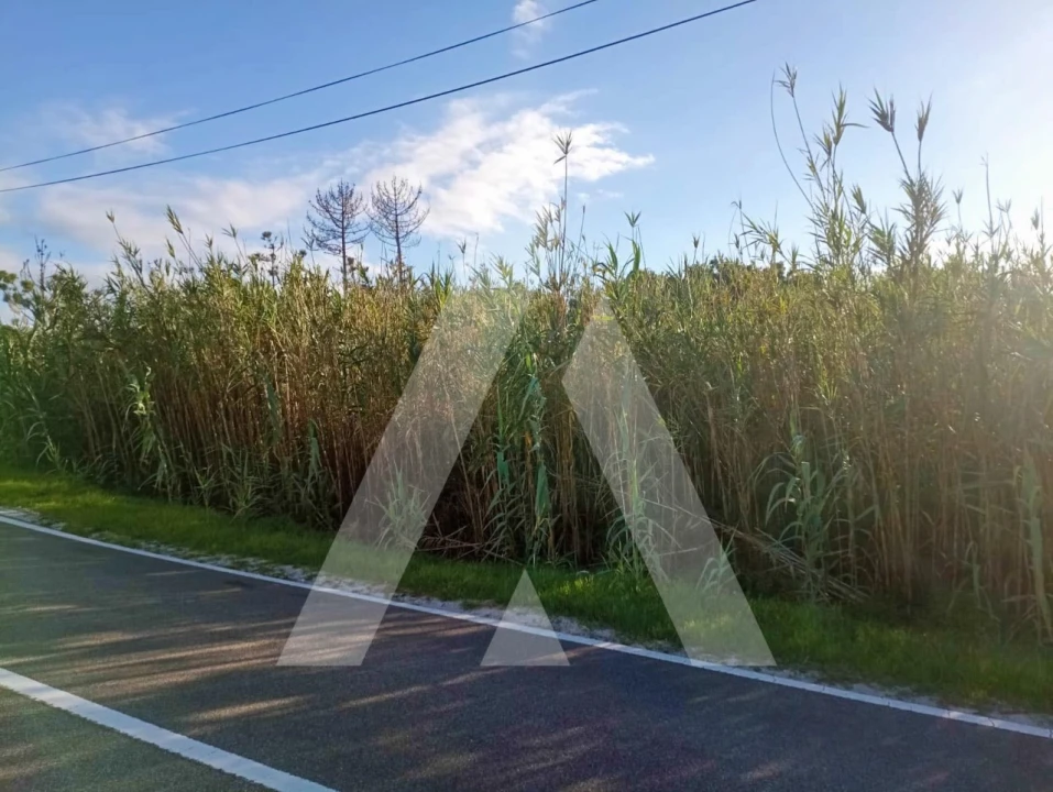 Terreno para Venda em Coimbrão Foto 6