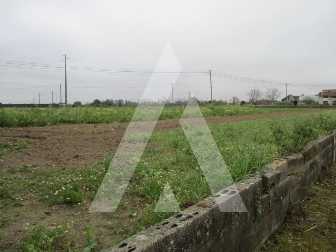Terreno para Venda em Bustos, Troviscal e Mamarrosa Foto 2