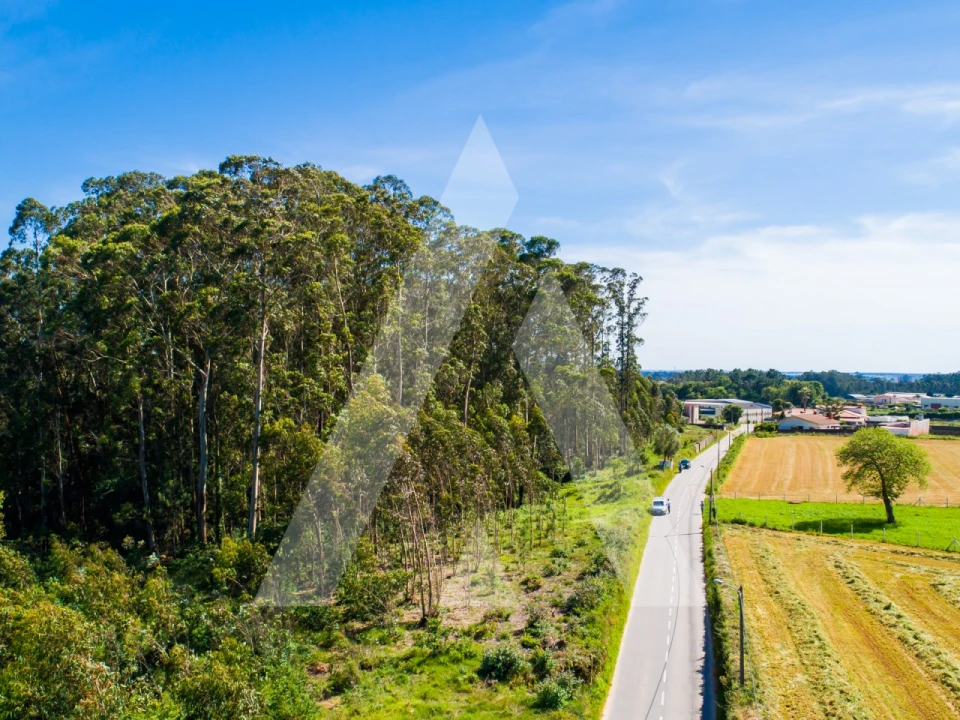 Terreno para Venda em Ovar, São João, Arada e São Vicente de Pereira Jusã Foto 14