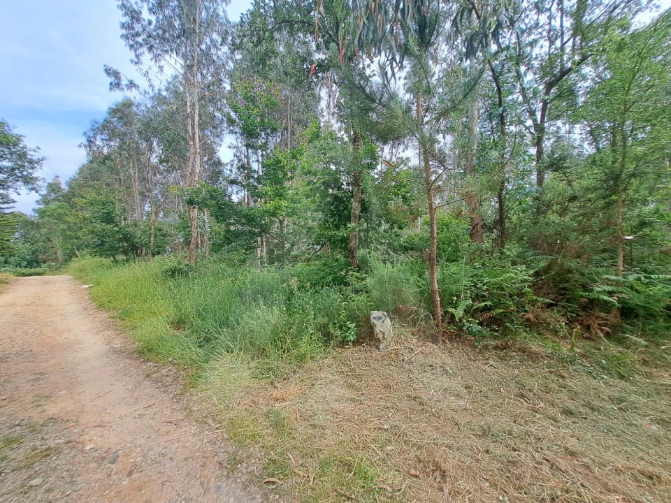 Terreno para Venda em Argoncilhe Foto 9