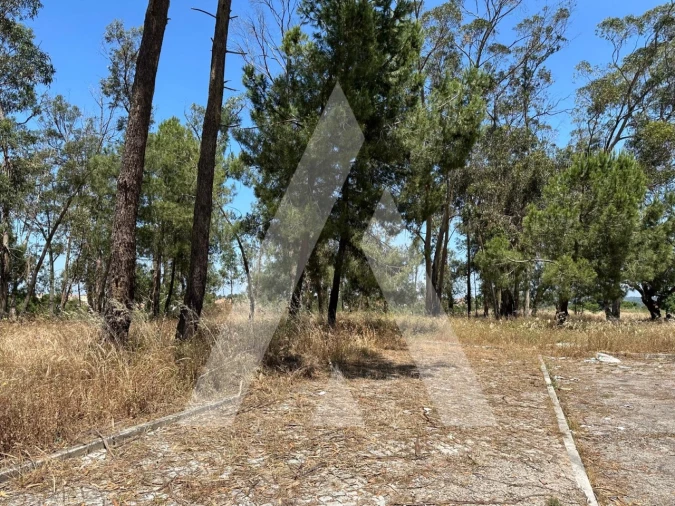 Terreno para Venda em Azeitão (São Lourenço e São Simão) Foto 5