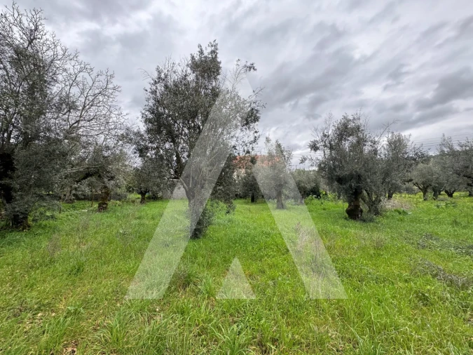 Terreno para Venda em Pussos São Pedro Foto 10