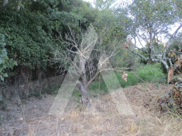 Terreno para Venda em Oliveira do Bairro