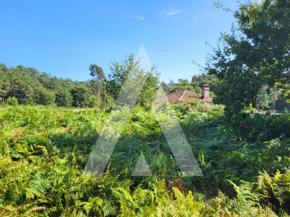 Terreno para Venda em Forjães Foto 15