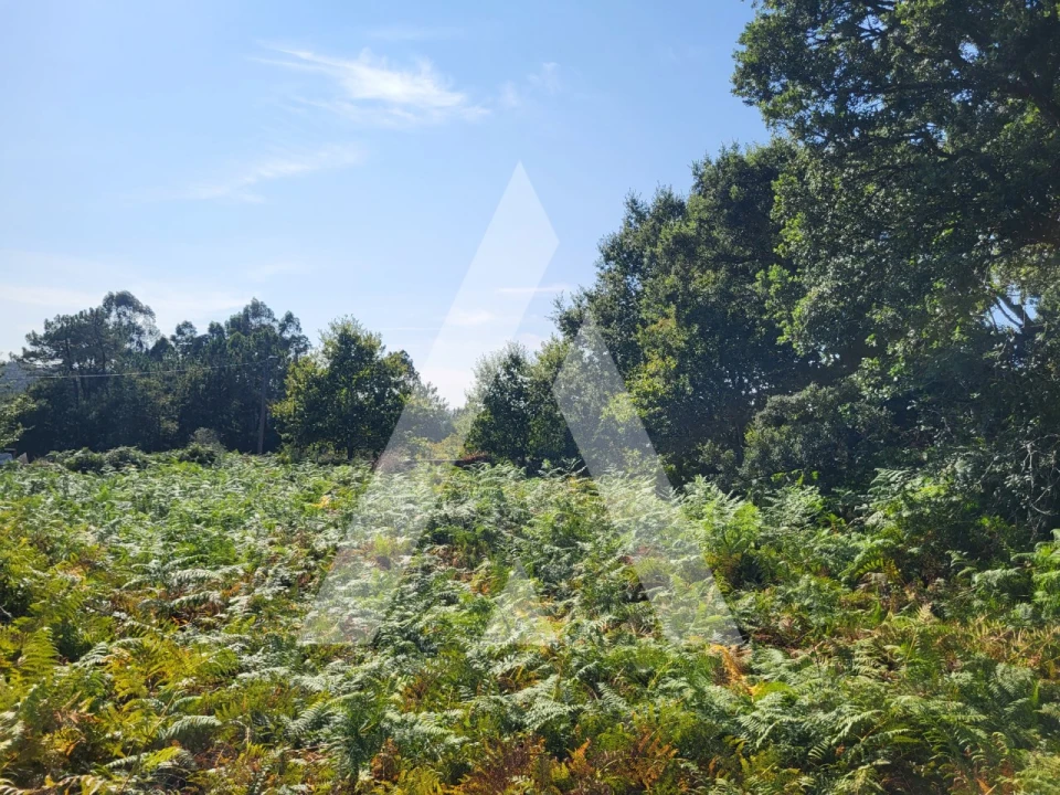 Terreno para Venda em Forjães Foto 18