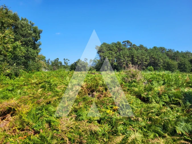 Terreno para Venda em Forjães Foto 17