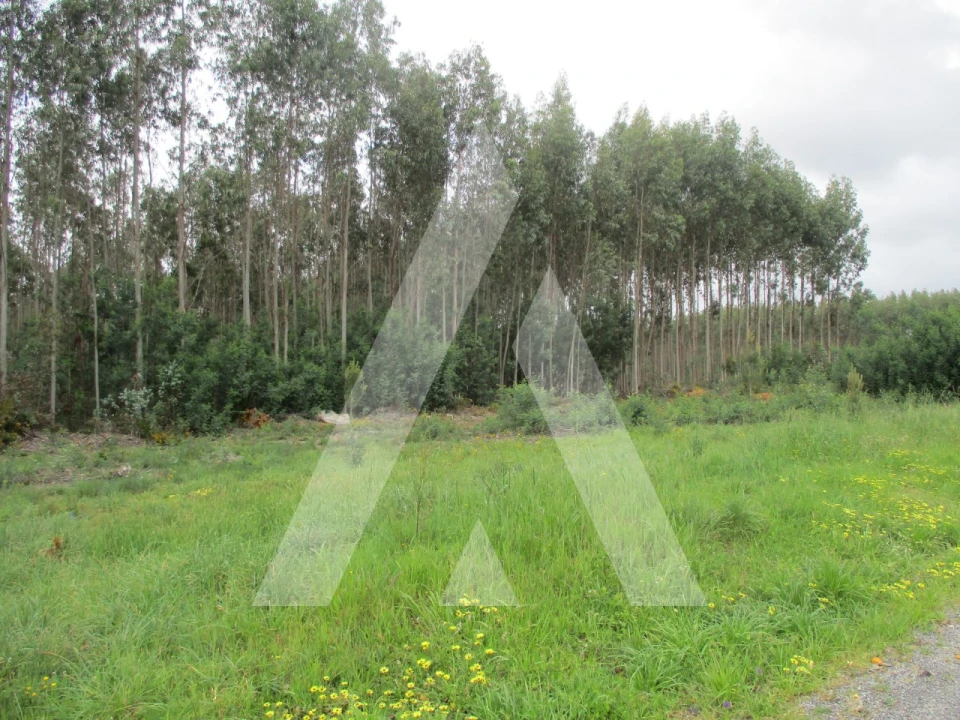 Terreno para Venda em Águeda e Borralha Foto 2