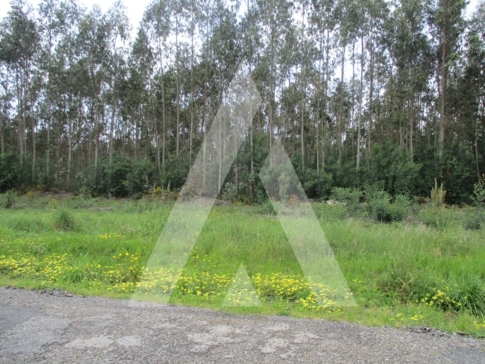Terreno para Venda em Águeda e Borralha Foto 4