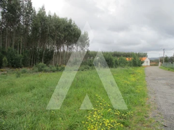 Terreno para Venda em Águeda e Borralha
