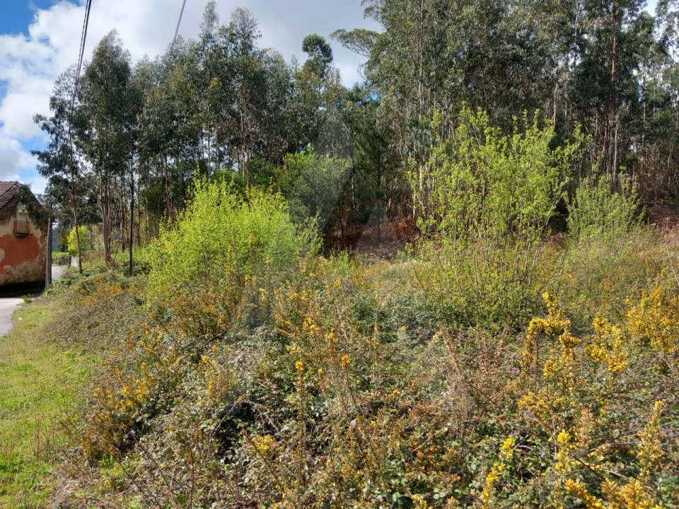 Terreno para Venda em Cesar Foto 2