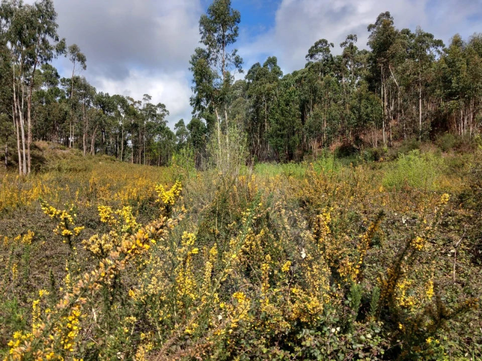 Terreno para Venda em Cesar Foto 3
