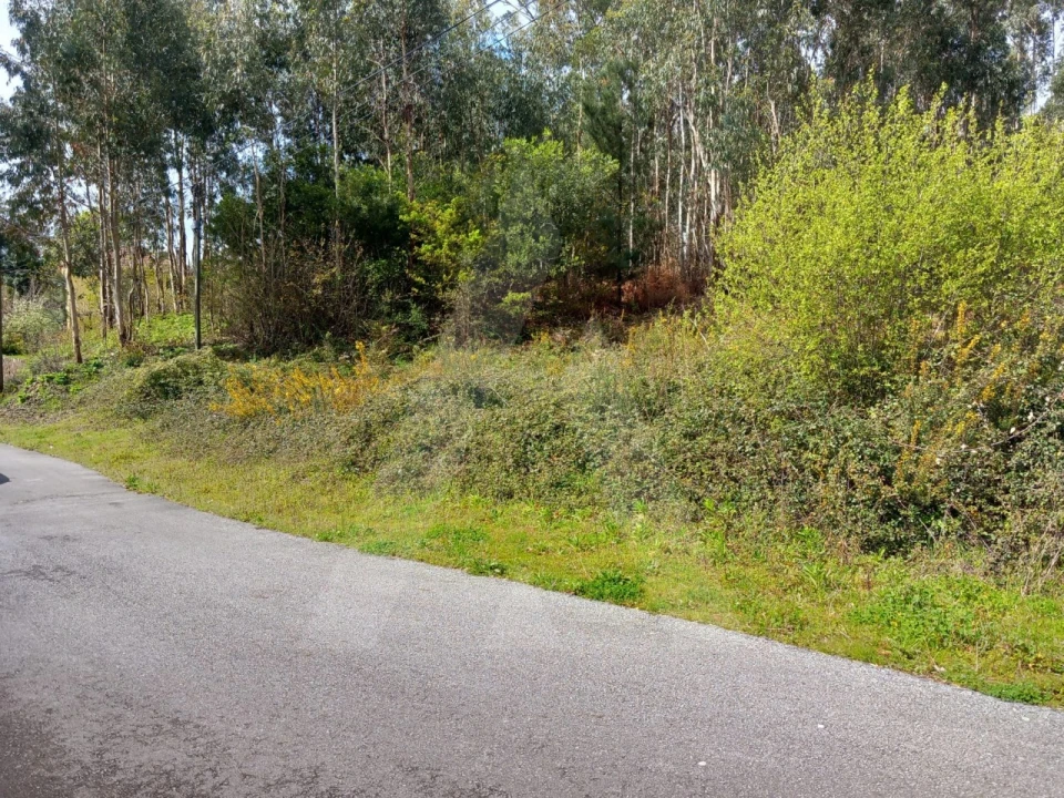 Terreno para Venda em Cesar Foto 4