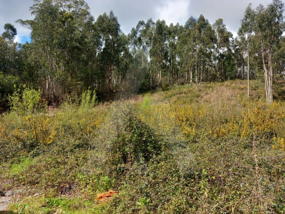 Terreno para Venda em Cesar Foto 6