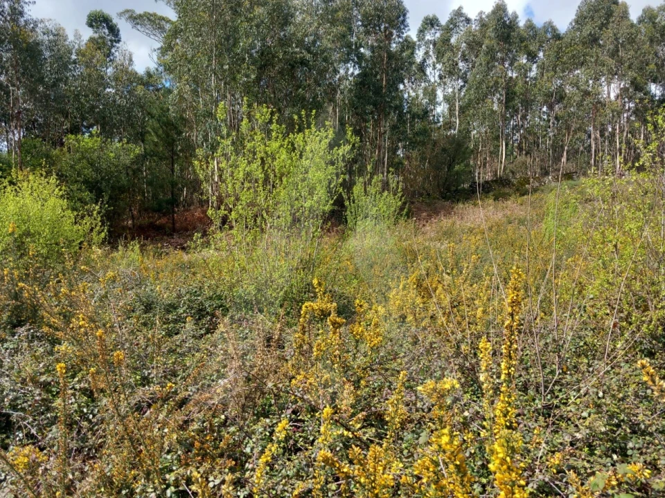 Terreno para Venda em Cesar Foto 10