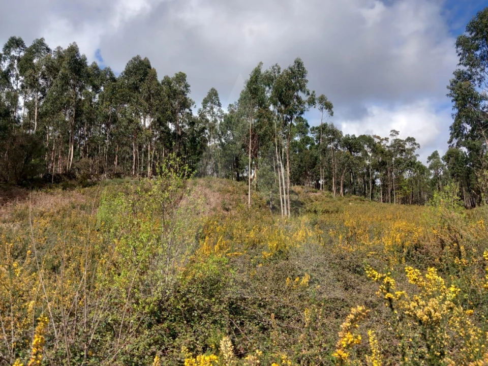 Terreno para Venda em Cesar Foto 11
