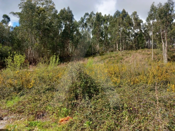 Terreno para Venda em Cesar Foto 6