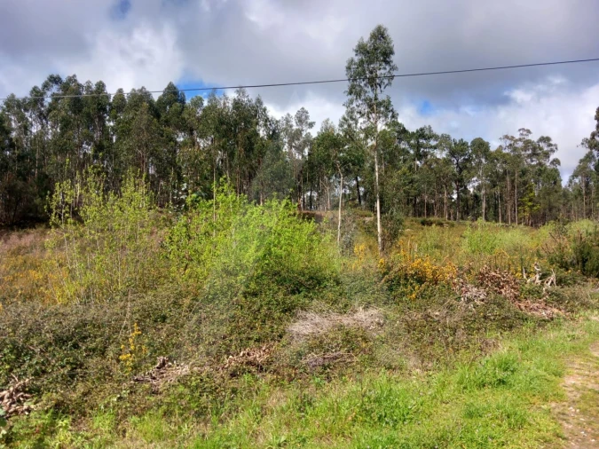 Terreno para Venda em Cesar Foto 7