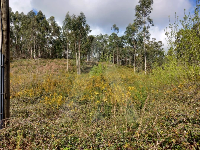 Terreno para Venda em Cesar Foto 8