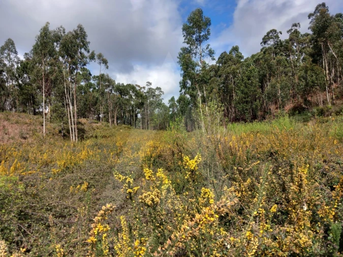 Terreno para Venda em Cesar Foto 12
