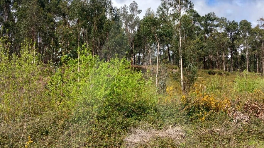 Terreno para Venda em Cesar