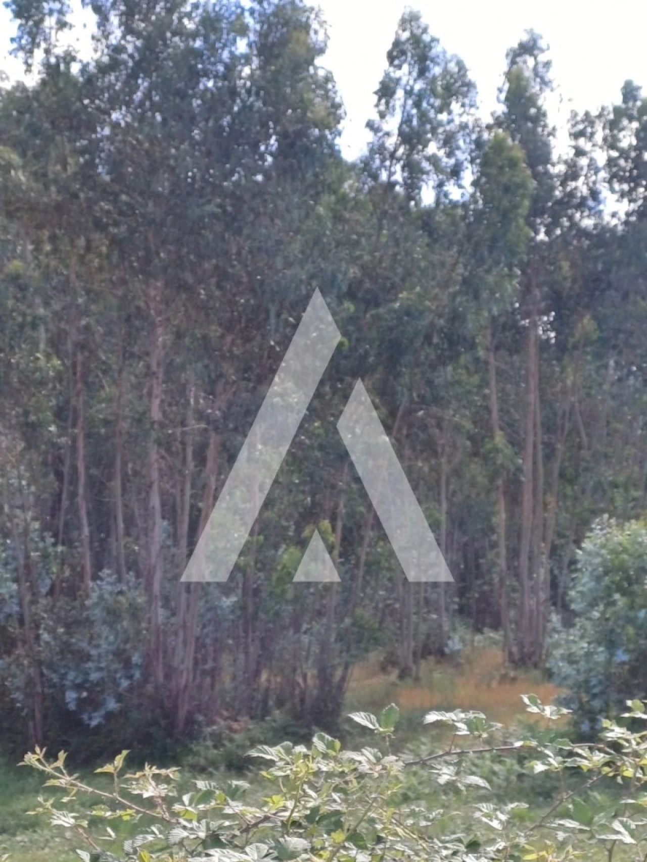 Terreno para Venda em Oleiros Foto 7