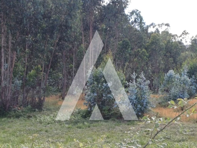 Terreno para Venda em Oleiros Foto 5