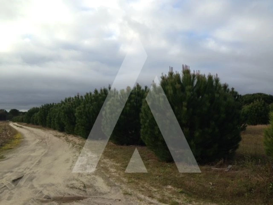 Terreno para Venda em Pegões Foto 4