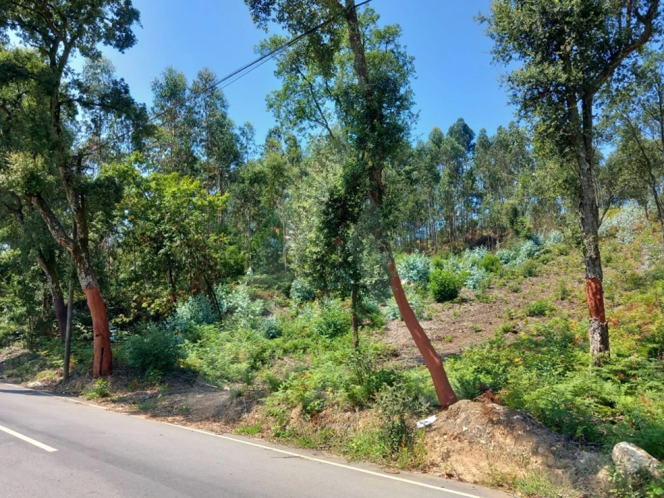 Terreno para Venda em Argoncilhe Foto 5