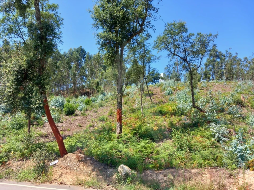 Terreno para Venda em Argoncilhe Foto 6