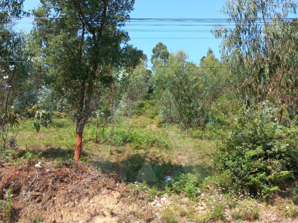 Terreno para Venda em Argoncilhe Foto 12