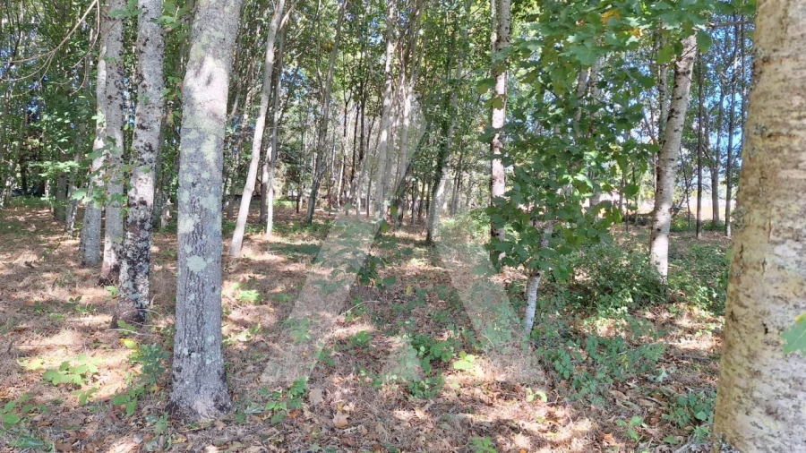 Terreno para Venda em Bordonhos Foto 11