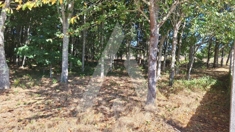 Terreno para Venda em Bordonhos Foto 12