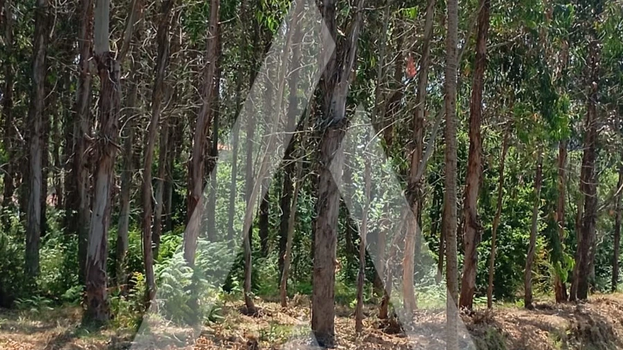Terreno para Venda em Guilhufe e Urrô