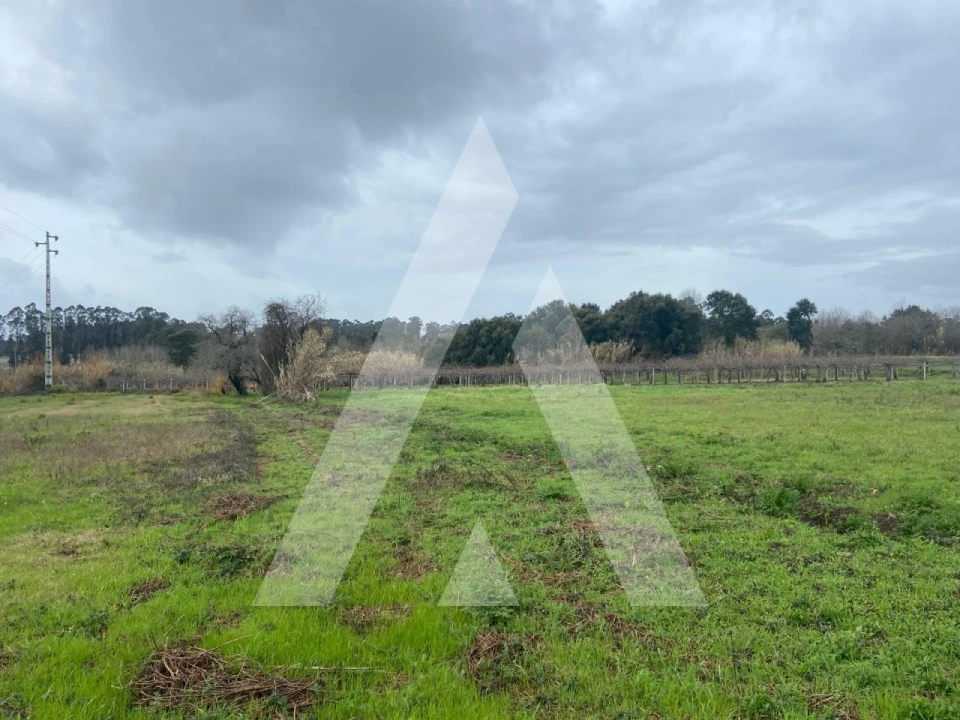 Terreno para Venda em Amoreira da Gândara, Paredes do Bairro e Ancas Foto 3